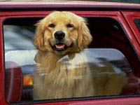 VIAGGIARE A QUATTRO ZAMPE - 0259 dog1 - Gay.it Archivio