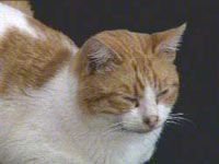 GF2: GIORNO 63 - 11 22 gatto - Gay.it Archivio