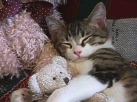 TV: il sesso selvaggio degli animali - beboporso - Gay.it Archivio