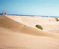 TUTTO SU GRAN CANARIA! - duna - Gay.it Archivio