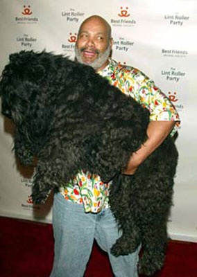 LE STAR E I LORO CAGNOLINI - james avery pet - Gay.it Archivio