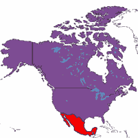 AMERICA VIOLENTA - messico america - Gay.it Archivio