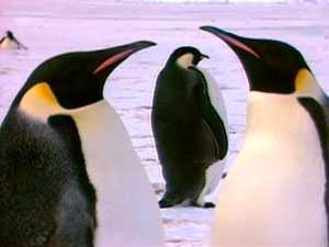 SAN VALENTINO PER I PINGUINI GAY - penguins large 2 - Gay.it Archivio