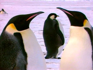 Belgio: associazione gay adotta pinguina lesbica - penguins large - Gay.it Archivio