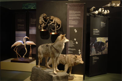 Gli animali gay sbarcano a Genova - 2lupi - Gay.it Archivio