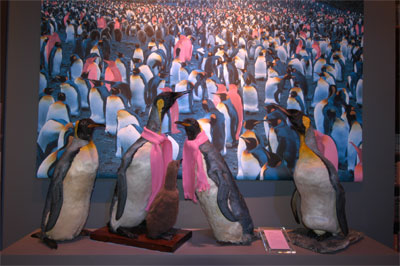 Gli animali gay sbarcano a Genova - 3gayanimals penguin02 - Gay.it Archivio