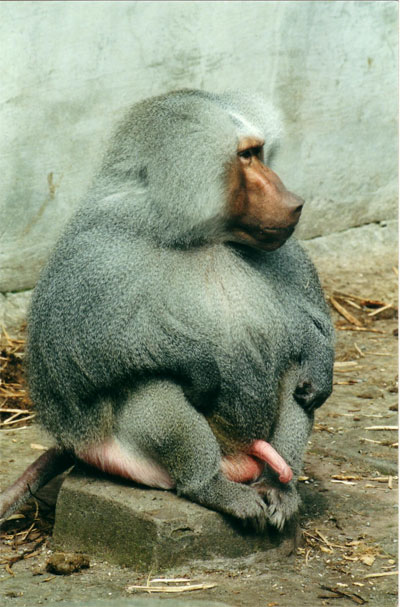 Gli animali gay sbarcano a Genova - 6babbuino - Gay.it Archivio