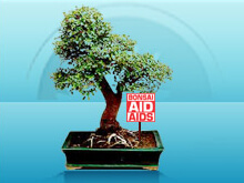 Aids: bonsai in piazza per raccolta fondi Anlaids - anlaidsBASE - Gay.it Archivio