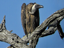 Zoo separa avvoltoi gay, uno dei due sostituito da femmina - avvoltoigayBASE - Gay.it Archivio