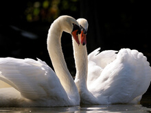 Romeo e Juliet, le due femmine di cigno insieme da 10 anni - cigni bostonBASE - Gay.it Archivio