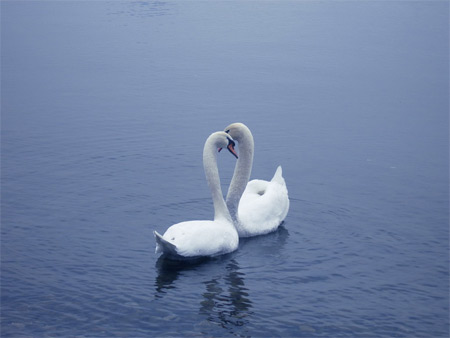 Romeo e Juliet, le due femmine di cigno insieme da 10 anni - cigni bostonF1 - Gay.it Archivio
