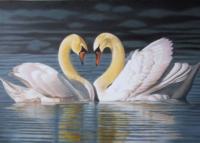 Romeo e Juliet, le due femmine di cigno insieme da 10 anni - cigni bostonF2 - Gay.it Archivio