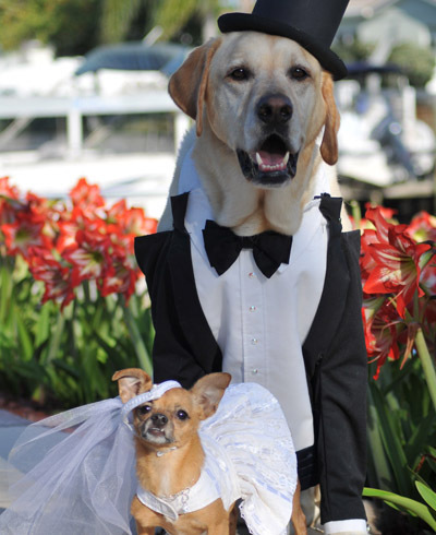 La pasticceria che produce torte per matrimoni di cani ma non per gay - dog wedding thumb - Gay.it Archivio