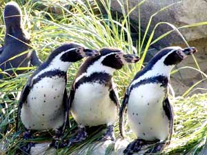Germania: pinguini gay rifiutano ancora le femmine - pinguini zoo - Gay.it Archivio