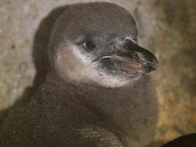 I pinguini gay si sono lasciati - pinguini gay deBASE - Gay.it Archivio