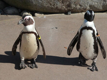I pinguini gay covano un uovo "in adozione" - pinguini torontoBASE - Gay.it Archivio
