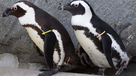 I pinguini gay covano un uovo "in adozione" - pinguini torontoF1 - Gay.it Archivio