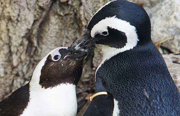 I pinguini gay covano un uovo "in adozione" - pinguini torontoF2 - Gay.it Archivio