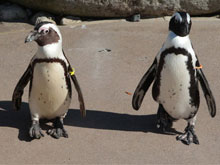 I pinguini gay saranno separati - pinguinigayBASE - Gay.it Archivio
