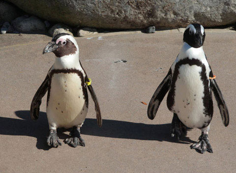I pinguini gay saranno separati - pinguinigayF1 - Gay.it Archivio